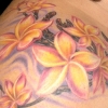 plumeria2 plumeria2