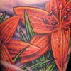 Tiger Lilies Tiger Lilies